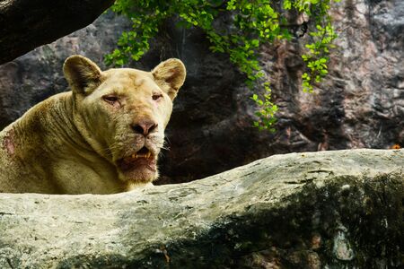 old and sick female lion