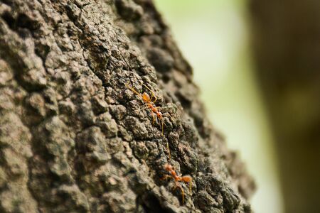 red fire ants on branch in nature green background. - life cycle concept.の写真素材