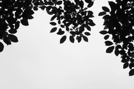 silhouette of tree branches - monochrome