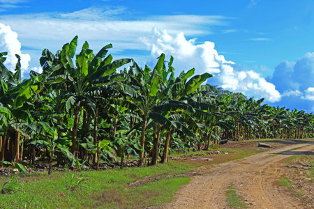 Landscape that includes a huge plantain plantation with a beautiful sky in the background.の写真素材