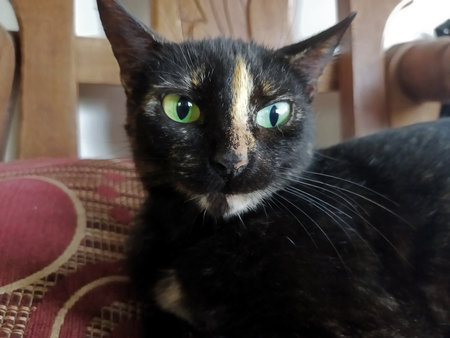 Black and white cat with green eyes looking at the camera on a chairの写真素材