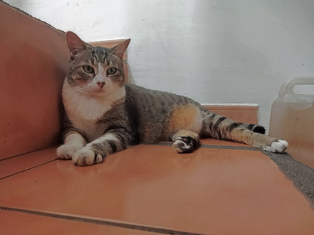 Striped cat lying on the floor and looking at the cameraの写真素材