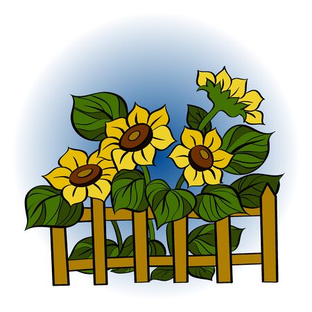 Vector colored illustration. Sunflowers behind a fence. Summer Village.のイラスト素材