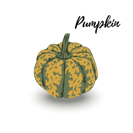 Pumpkin vegetable  on white background. Vector illustration.のイラスト素材
