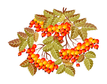 Isolated bunch of rowan on a white background in the style of Russian painting, vector illustrationのイラスト素材