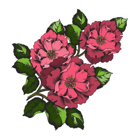 Elegance colorful illustration with branch flower peony isolated on white background.のイラスト素材