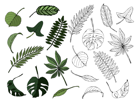 Set of different leaves, colored and monochrome, isolated on white background, vector hand-drawn illustrationのイラスト素材