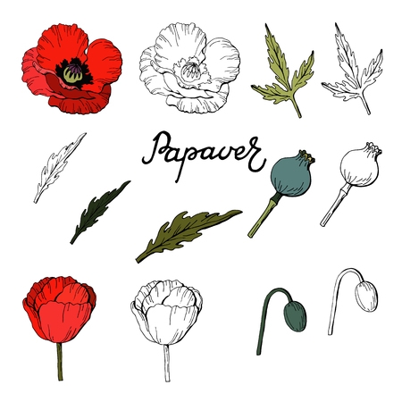 Set of Hand drawn elements of Poppies,Vector Illustrationのイラスト素材