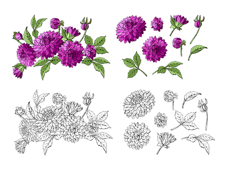 Set of purple dahlia bouquet and floral elements isolated on white background and monochrome copy elements, vector illustrationのイラスト素材
