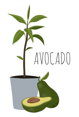 Avocado - half, whole and avocado tree with leaves in pot. Cartoon hand draw illustration isolated on white background.のイラスト素材