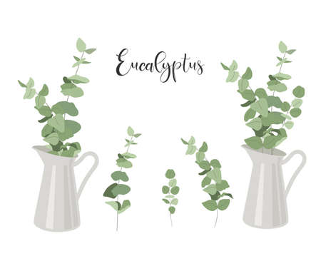 Set of isolated eucalyptus. Branches with leaves in jug. Vectorのイラスト素材