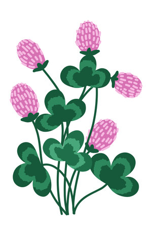 Isolated Wild Clover Flower Bouquet on Whiteのイラスト素材