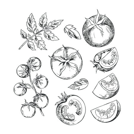 Vector illustration of hand drawn tomato slices and leaves, showing different cuts. Features detailed line art suitable for culinary or botanical designsのイラスト素材