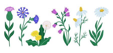 Flat vector illustration of a hand drawn set of isolated a delicate wildflowers with green leaves including dandelion, bell flower, cornflower, chamomile on white background.のイラスト素材