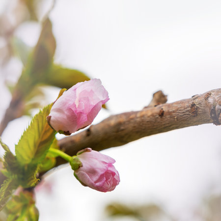 Pink flowers of fruit tree blossoming in spring, tree branch flowers, soft focus floral background, copy space. High quality photoの写真素材