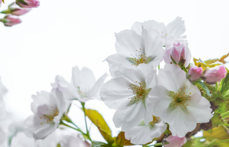 White flowers of fruit tree blossoming in spring, tree branch flowers, soft focus floral background, copy space. High quality photoの写真素材