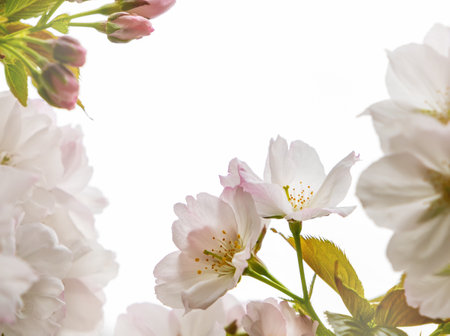 White flowers of fruit tree blossoming in spring, tree branch flowers, toned floral background with soft focus, copy space. High quality photoの写真素材