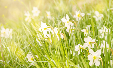 White daffodils blooming in garden, springtime blossom of narcissus flowers, toned defocused banner with free space for text. High quality photoの写真素材