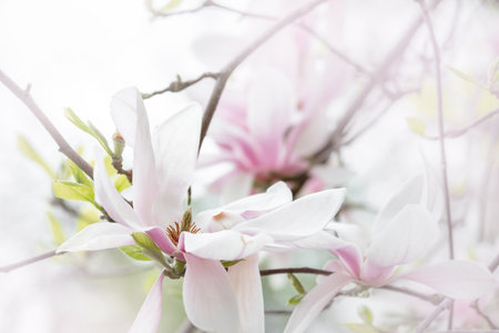 Spring abstract floral background, magnolia flower blooming, blurred banner with free space for text. High quality photoの写真素材