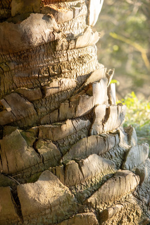 date palm trunk texture, close up, wooden background. High quality photoの写真素材