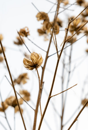 Hibiscus dried flowers, abstract floral blurred background with soft focusの写真素材