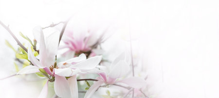 Spring abstract floral background, magnolia flower on blurred mockup banner, free space for textの写真素材