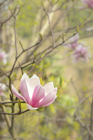 Abstract floral background, pink magnolia flower blooming, vertical banner with free space for textの写真素材