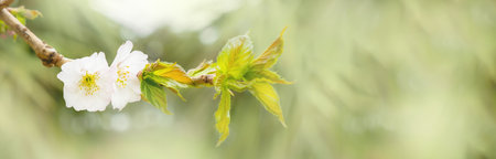 Green toned floral banner with blooming tree flower, spring and new life concept, floral background with copy spaceの写真素材