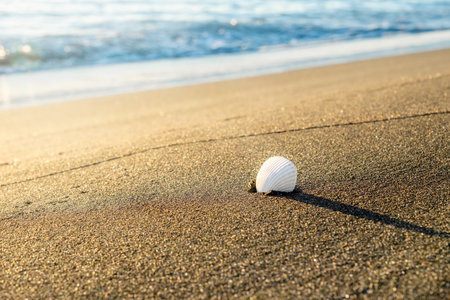 Sea Travel concept background, White sea shell on sand beach in sun rays, sea and sand, Selective focus, horizontalの写真素材