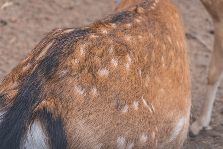 Wool of a deer close-upの写真素材