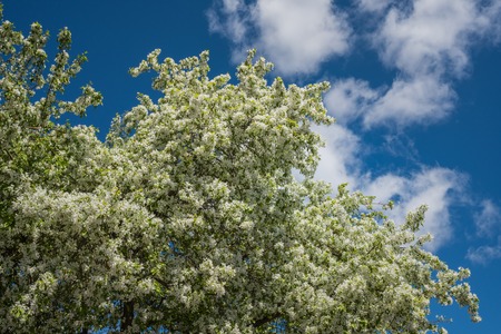 Spring flowering cherry tree on a background of blue sky with cloudsの写真素材