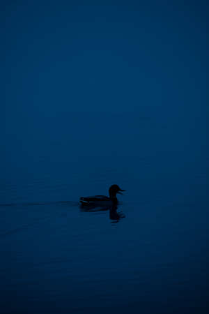 duck on the water at sunsetの写真素材