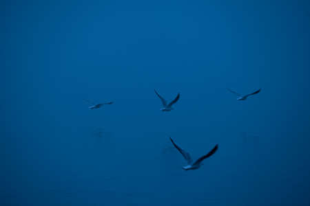 gulls fly over the waterの写真素材