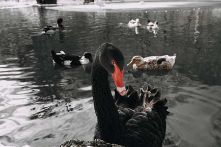 a black swan swims in the waterの写真素材