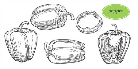 Vintage bell pepper hand drawn vector set. Detailed vegetarian food drawing. Farm market product. Vegetable engraved style object, full, half and slices. Pepper rings, half pepper, whole.のイラスト素材