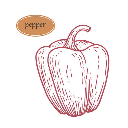 Vector vintage engraved illustration for menu, poster, web. Isolated on white background. Farm market product. Paprika iconのイラスト素材