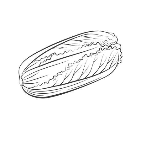 Peking cabbage Isolated on white backgroundのイラスト素材