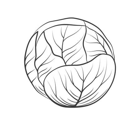 Cabbage Isolated on white backgroundのイラスト素材