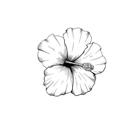 tropical outline hibiscus on white background.のイラスト素材