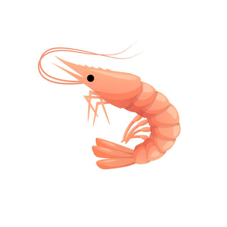 Shrimp in cartoon flat style, fresh sea food. Isolated vector illustration on white background.のイラスト素材