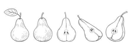 Pear set engraved vintage illustration isolated on white background. Organic food hand drawn sketch. Black outline.のイラスト素材