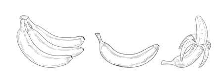 Banana set engraved with leaf vintage illustration isolated on white background. Organic food hand drawn sketch. Black outline.のイラスト素材
