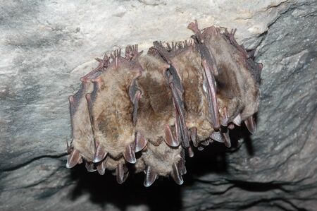 colony of bats in a cave 