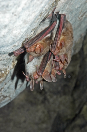 colony of bats in a cave 