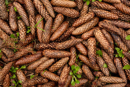 Top view of pine cones situated on ground in forest, heap of cones without seeds looking wet after rainfall, laying on green tiny plants, conceptual of Christmas season. In peace with nature.の写真素材