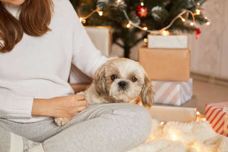 Unrecognizable woman with her dog at Christmas tree and gift boxes, cute Pekingese puppy sitting on knee of her owner, looks at camera, woman with crossed legs sitting on floor with her pet.の写真素材