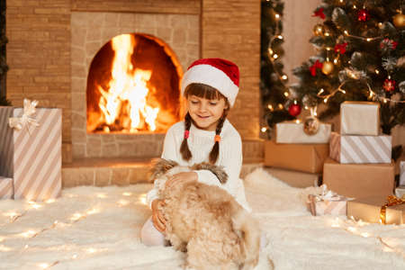 Indoor shot of happy little girl wearing white sweater and santa claus hat, playing with her cute Pekingese dog, sitting on floor near Christmas tree, present boxes and fireplace.の写真素材