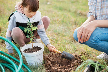 Faceless woman helps her daughter planting a young raspberry plant, digging a hole, seedling...
