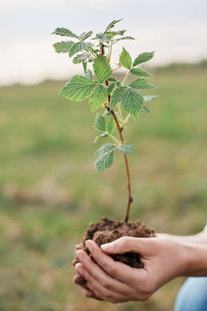 Outdoor shot of faceless woman holding small raspberry bush in hands, being ready to plant berry,...