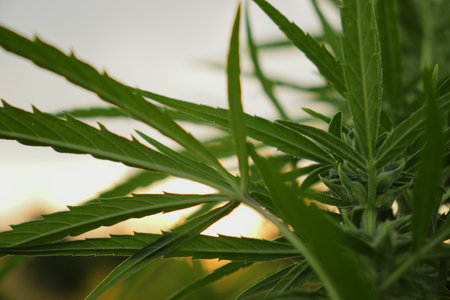 Closeup of cannabis plant with, legal cannabis plants growing outdoor for medicinal purposes gratifying marijuana hemp, sativa ganja weed green herb.の写真素材